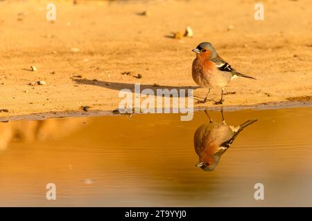 Chaffinch ou Fringilla coelebs, reflété dans la piscine dorée. Banque D'Images