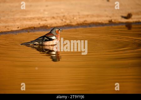 Chaffinch ou Fringilla coelebs, reflété dans la piscine dorée. Banque D'Images