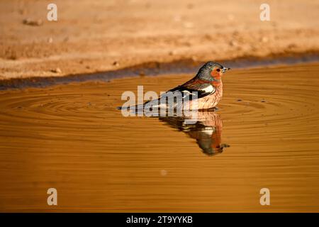 Chaffinch ou Fringilla coelebs, reflété dans la piscine dorée. Banque D'Images