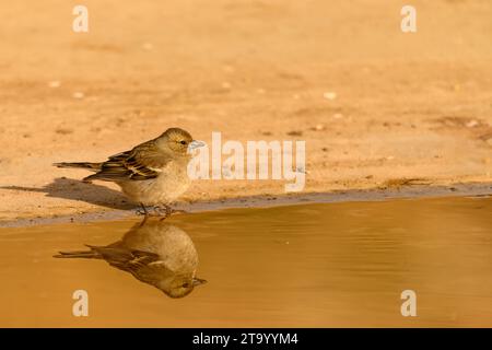 Chaffinch ou Fringilla coelebs, reflété dans la piscine dorée. Banque D'Images
