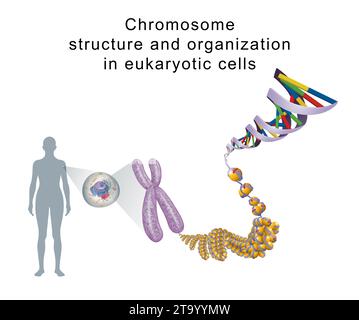 Structure et organisation chromosomique dans les cellules eucaryotes Banque D'Images