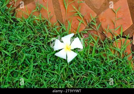 White Semboja est un groupe de plantes du genre Plumeria. Kamboja, Frangipani, Banque D'Images