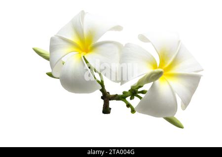 White Semboja est un groupe de plantes du genre Plumeria. Kamboja, Frangipani, Banque D'Images