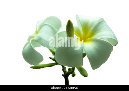 White Semboja est un groupe de plantes du genre Plumeria. Kamboja, Frangipani, Banque D'Images