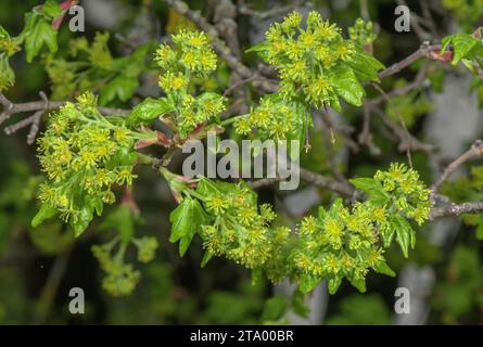 Érable de Montpellier, Acer monspessulanum, en fleur au printemps. Banque D'Images