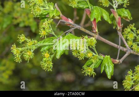 Érable de Montpellier, Acer monspessulanum, en fleur au printemps. Banque D'Images