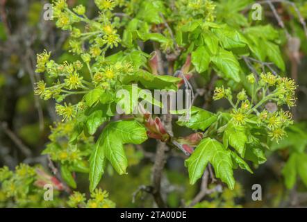 Érable de Montpellier, Acer monspessulanum, en fleur au printemps. Banque D'Images