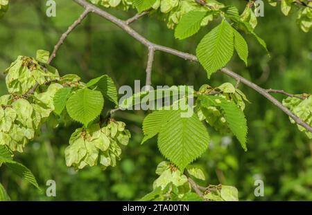 Wych Elm, Ulmus glabra dans les fruits au printemps. Banque D'Images