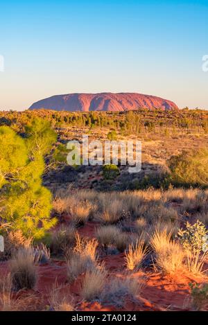 Une image lointaine d'Uluru en fin d'après-midi depuis la zone d'observation d'Ayers Rock Resort dans le territoire du Nord de l'Australie centrale Banque D'Images