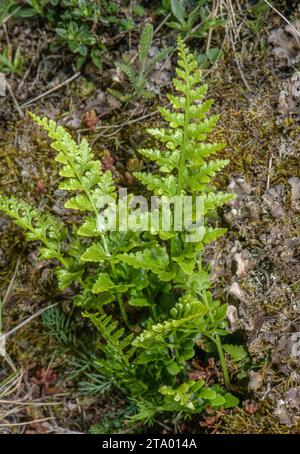 adiantum-nigrum, fougère Asplenium adiantum-nigrum, poussant sur un vieux banc. Banque D'Images