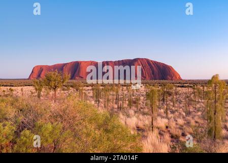 L'herbe spinifex et les chênes du désert (Allocasuarina decaisneana) forment un tapis de couleur autour d'Uluru (Ayers Rock) dans le territoire du Nord, en Australie Banque D'Images