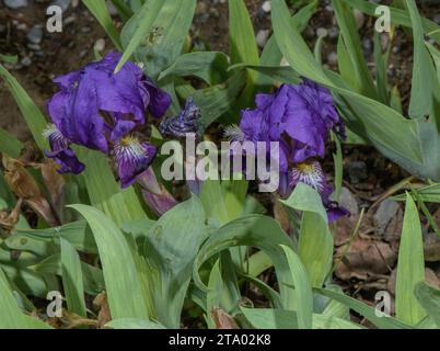 Iris nain, Iris pumila, en fleur au printemps, Europe de l'est. Banque D'Images