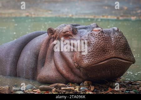 Hippopotame sur l'eau (Hippopotame amphibius) Banque D'Images