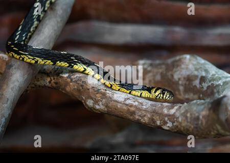 Serpent de poulet (Spilotes pullatus) - Caninana Banque D'Images
