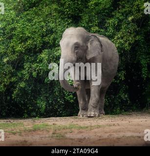 Éléphant asiatique femelle (Elephas maximus) Banque D'Images