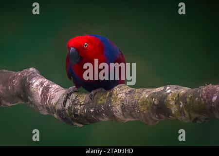 Femelle Eclectus roratus Eclectus Parrot () Banque D'Images