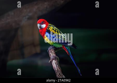 Oiseau Rosella orientale (Platycercus eximius) Banque D'Images