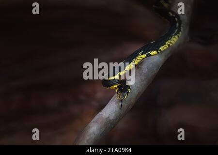 Serpent de poulet (Spilotes pullatus) - Caninana Banque D'Images