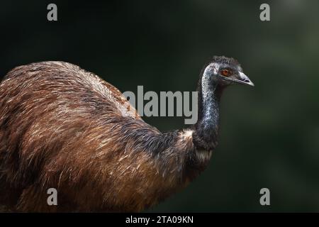 Emu (Dromaius novaehollandiae) - oiseau australien sans vol Banque D'Images