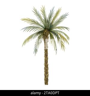Illustration réaliste d'aquarelle de palmier isolé sur blanc pour les pays chauds du sud, les dessins tropicaux et exotiques Banque D'Images