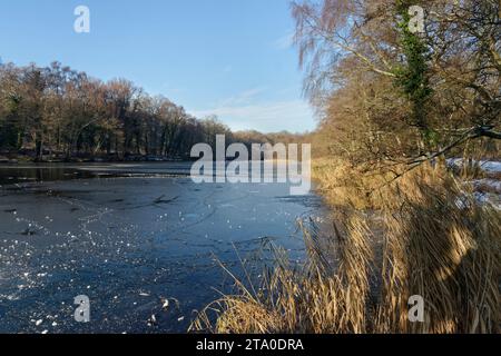 Étangs cannop en hiver, largement gelés, bordés d'arbres et de roseaux, Forest of Dean, Gloucestershire, Royaume-Uni, décembre. Banque D'Images