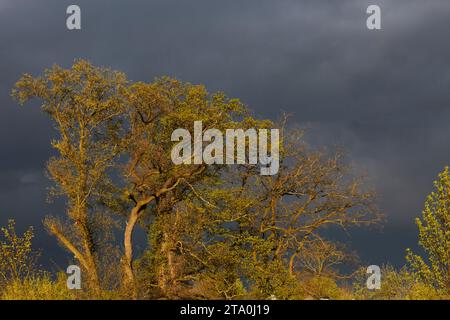 kreis soest, kreis soest in bildern, landkreis soest, nrw, deutschland, tiere, pflanzen, architektur, blumen, lippeauen, naturfotografie, radeaux terrestres Banque D'Images