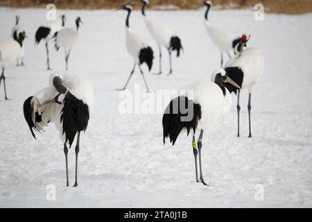 Troupeau de grues japonaises à couronne rouge dans un sanctuaire d'oiseaux Banque D'Images