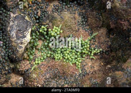 Le raisin de mer (Caulerpa racemosa) est une algue verte marine. Cette photo a été prise à Salvador de Bahia, Brésil. Banque D'Images