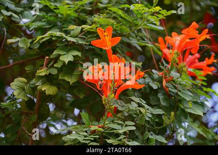 Chèvrefeuille du Cap, ou fleurs d'orange Tecomaria capensis, et une abeille à miel, ou Apis mellifera Banque D'Images