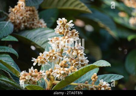 Les fleurs de loquat ou eriobotrya japonica, en automne, et les abeilles mellifera, ou apis mellifera, à Glyfada, Grèce Banque D'Images