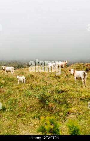 Capturer la beauté à couper le souffle des Açores, Portugal : un voyage inoubliable à travers les paysages étonnants de ce paradis atlantique Banque D'Images