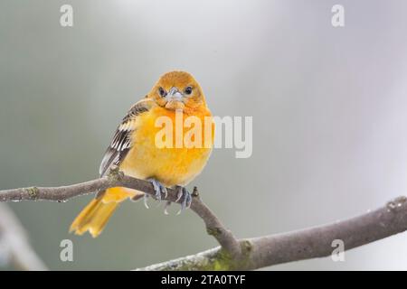 Mâle vagabond du premier hiver Oriole de Baltimore (Icterus galbula) aux pays-Bas. Hivernage à Alkmaar. Deuxième record néerlandais. Banque D'Images