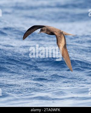 Pétrel de Bulwer (Bulweria bulwerii) survolant l'océan Atlantique au large de Madère, au Portugal. Banque D'Images