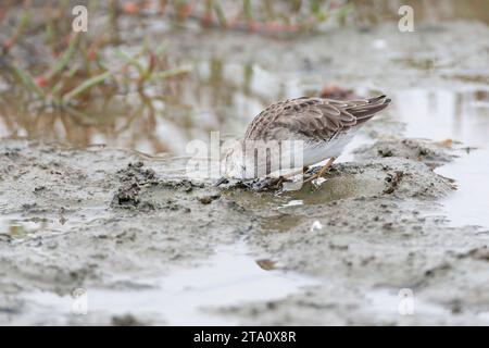 Le moindre Sandpiper (Calidris minutilla) se trouve dans un lac peu profond pendant la migration automnale en Californie, États-Unis. Banque D'Images