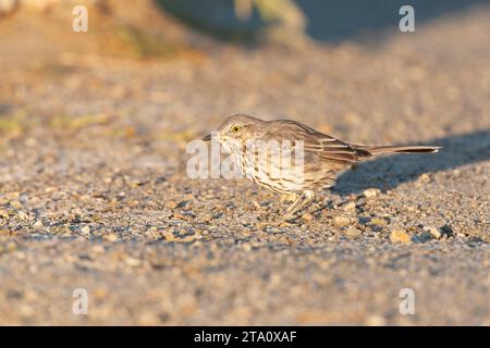 Sauge thrasher (Oreoscoptes montanus) au lac Mono, Californie, États-Unis. Banque D'Images