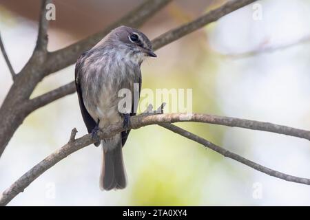 African Dusky Flycatcher (Muscicapa adusta perché sur un arbre, Western Cape, Afrique du Sud Banque D'Images