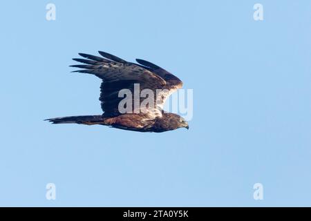 African Marsh Harrier (Circus ranivorus) en vol, Wilderness, Afrique du Sud Banque D'Images