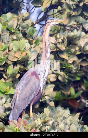 Héron violet (Ardea purpurea) perché dans un arbre, vue latérale Banque D'Images