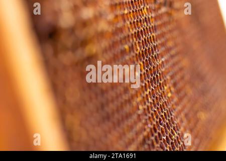 Vue rapprochée extrême d'un nid d'abeilles et de cellules. Photo concept apicole ou apicole. Mise au point sélective et faible profondeur de champ. Banque D'Images