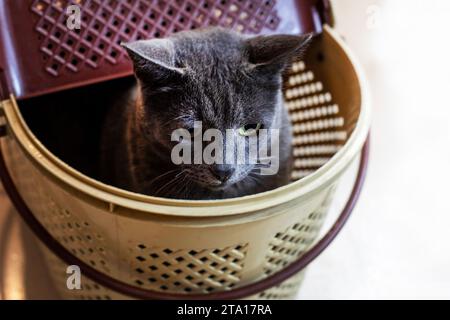 Mignon chat birman américain assis dans son porte-chat. soins aux animaux Banque D'Images