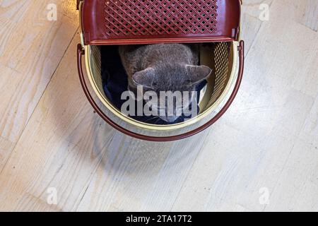 Mignon chat birman américain assis dans son porte-chat. prendre soin des animaux de compagnie. aplatissement Banque D'Images