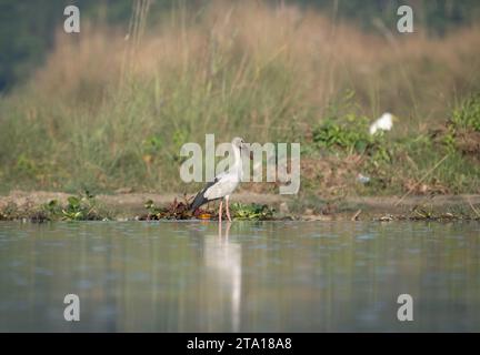 Une cigogne Openbill asiatique debout dans une rivière dans le parc national de Chitwan au Népal. Banque D'Images