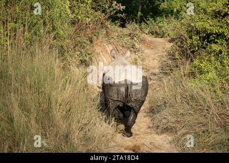 Un rhinocéros à cornes marchant sur une rive du fleuve dans le parc national de Chitwan au Népal. Banque D'Images