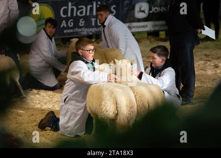 Royal Wells Winter Fair, Builth Wells, Powys. 28 novembre 2023 jeunes compétiteurs montrant des moutons à la Foire royale d'hiver de Wells à Builth Wells, Powys. Crédit : John Eveson/Alamy Live News Banque D'Images