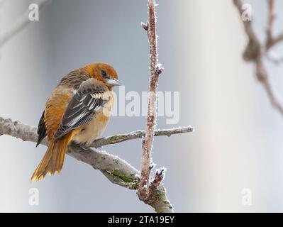 Mâle vagabond du premier hiver Oriole de Baltimore (Icterus galbula) aux pays-Bas. Hivernage à Alkmaar. Deuxième record néerlandais. Banque D'Images