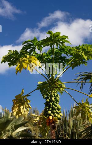 Portrait naturel de plante alimentaire environnementale de la papaye prolifique papaye, pawpaw, Carica papaya) arbre chargé de fruits. Haute résolution Banque D'Images