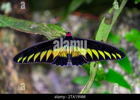 Un gros plan d'un Rajah Brookes Birdwing (Trogonoptera Brookana) papillon national de Malaisie Banque D'Images