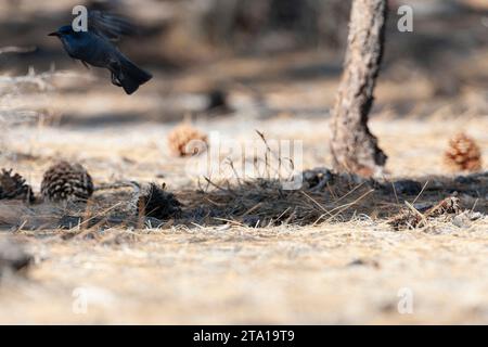 geai de Pinyon (Gymnorhinus cyanocephalus) au sud du lac Mono, Californie, États-Unis. Banque D'Images