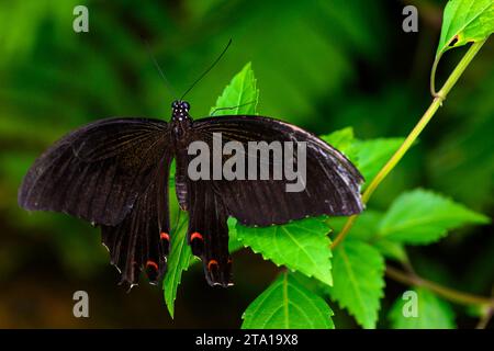 Gros plan d'un papillon Red Helen (Papilio Helenus) Banque D'Images