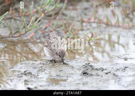 Le moindre Sandpiper (Calidris minutilla) se trouve dans un lac peu profond pendant la migration automnale en Californie, États-Unis. Banque D'Images